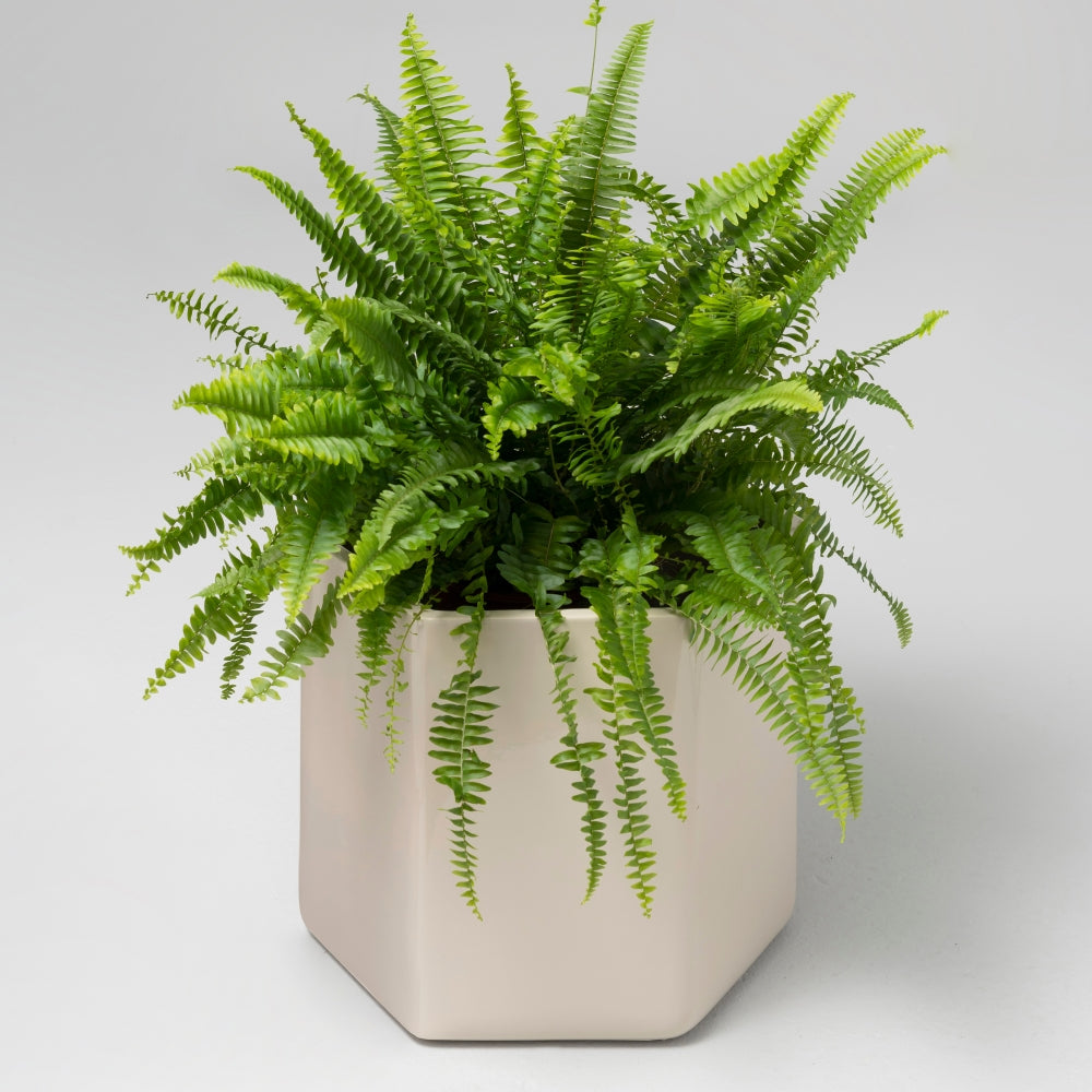 Giant Ceramic Planter, Off White