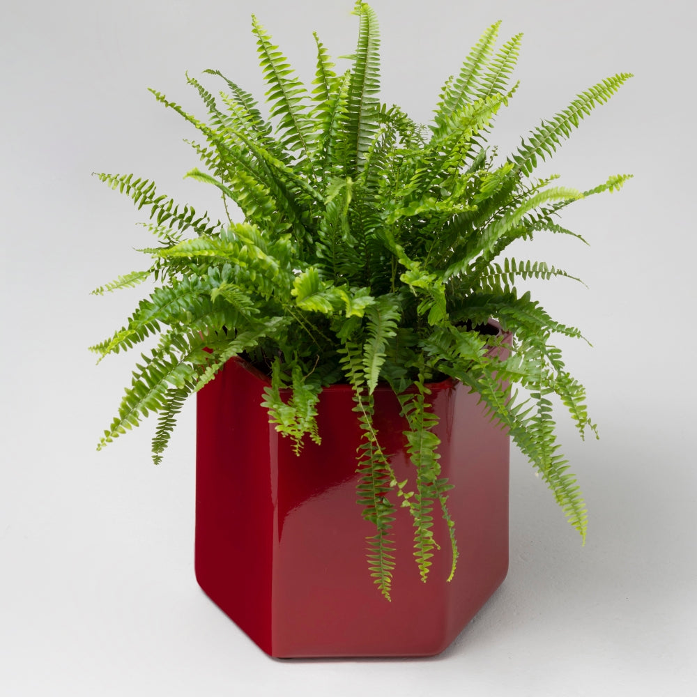 Giant Ceramic Planter, Oxide Red