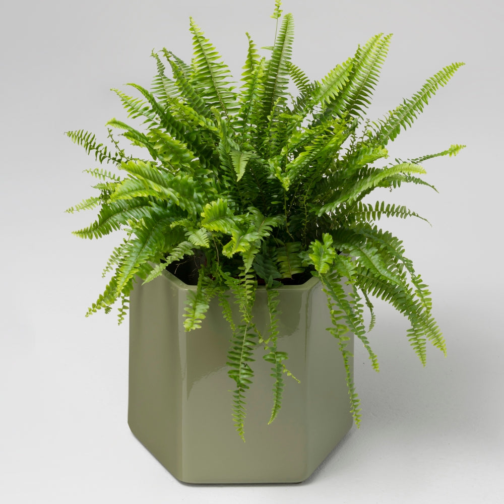 Giant Ceramic Planter, Sage Green