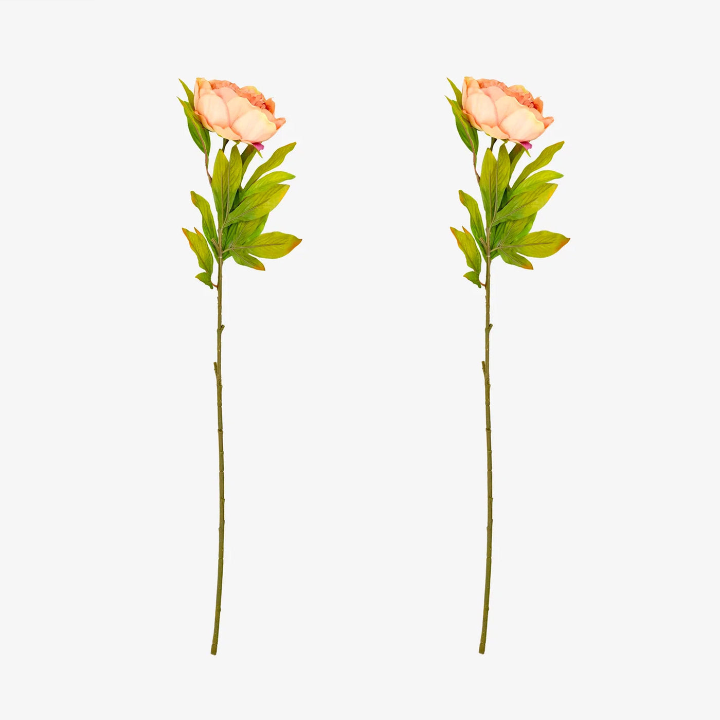 Artificial Peony Set of 2 Flower Stems, Beige 1
